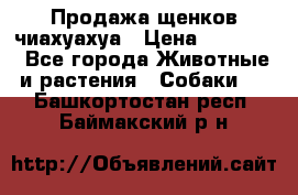 Продажа щенков чиахуахуа › Цена ­ 12 000 - Все города Животные и растения » Собаки   . Башкортостан респ.,Баймакский р-н